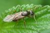 Formica sp.